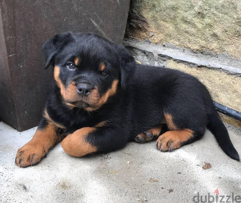 Whatsapp me +96555207281 Rottweiler puppies for sale 1