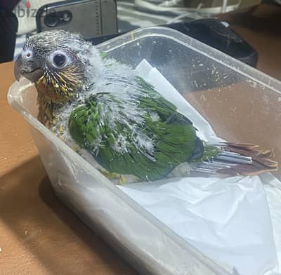 Conure Baby-35 kd