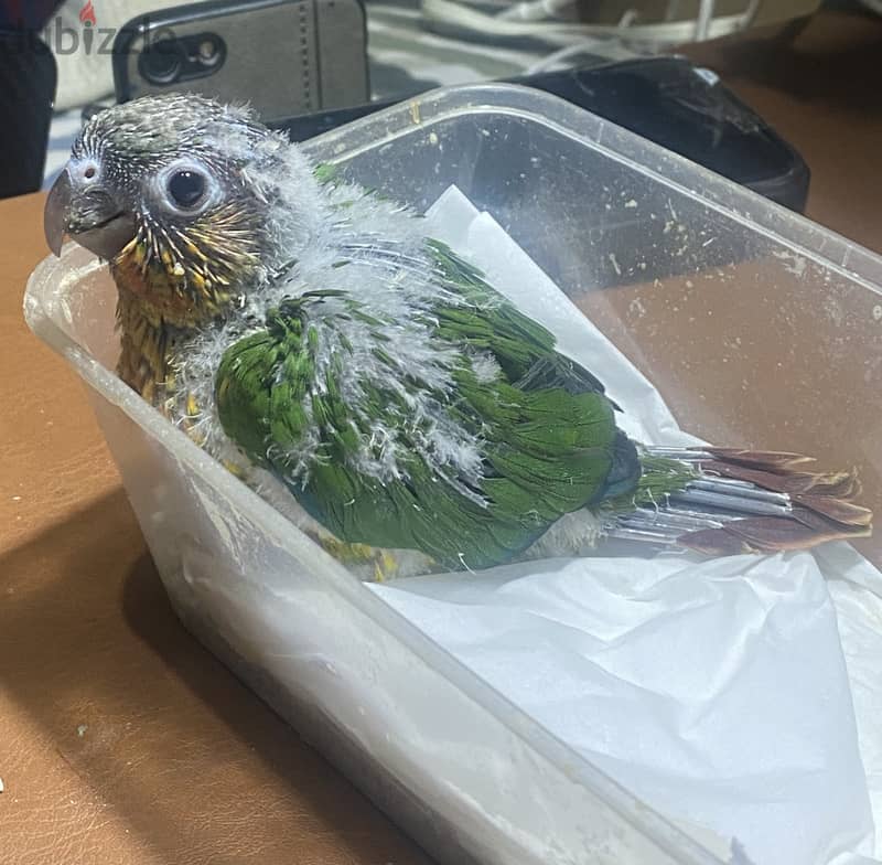 Conure Baby-35 kd 0