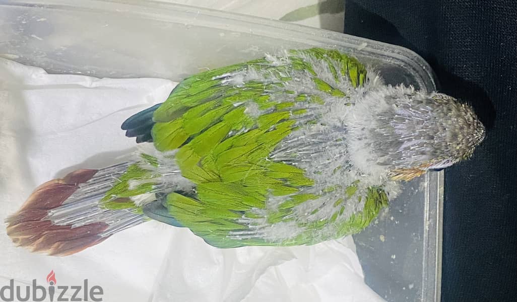 Conure Baby-35 kd 1