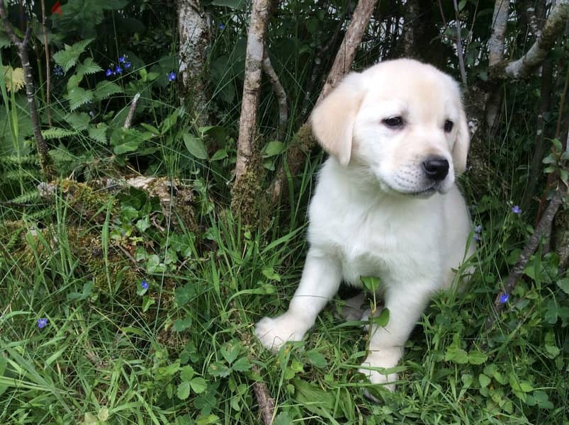 Whatsapp me +96555207281 Labrador Retriever puppies for sale 1