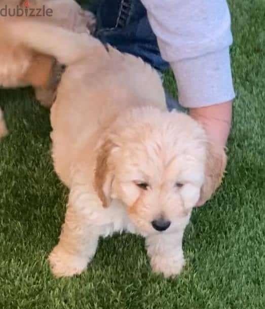 Whatsapp me +96555207281 Labradoodle  puppies for sale 2