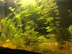 aquarium plants 0