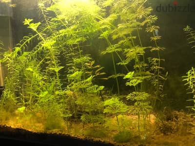 aquarium plants