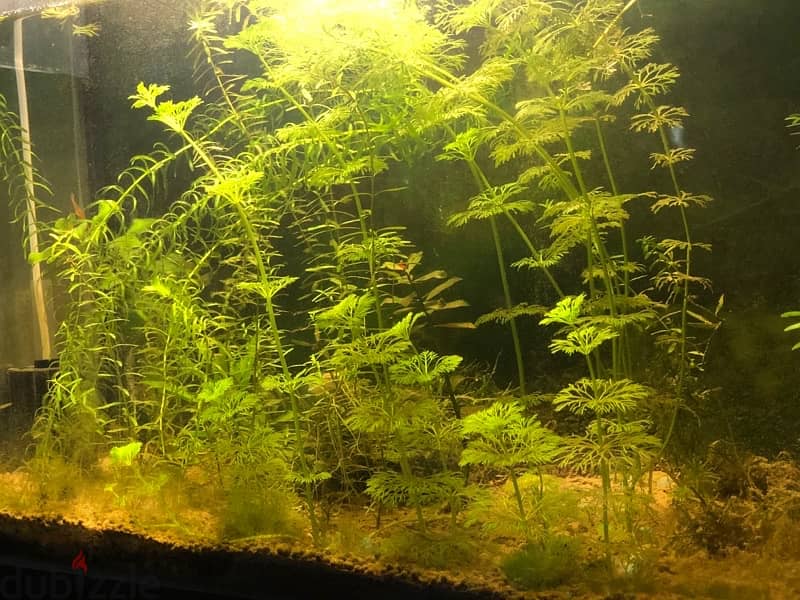 aquarium plants 1