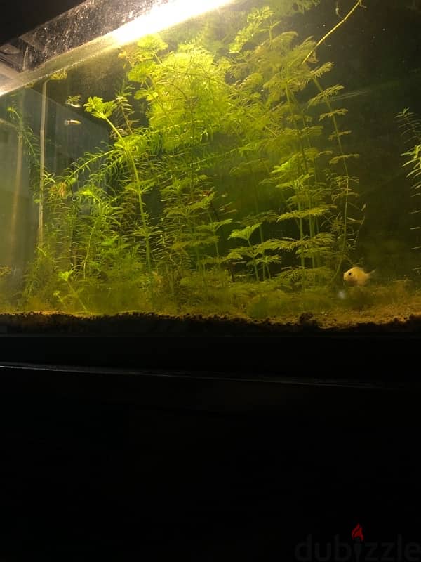 aquarium plants 2