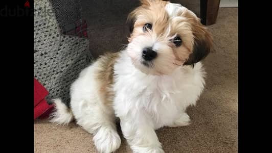 Whatsapp me +96555207281 Nice  Havanese puppies for sale