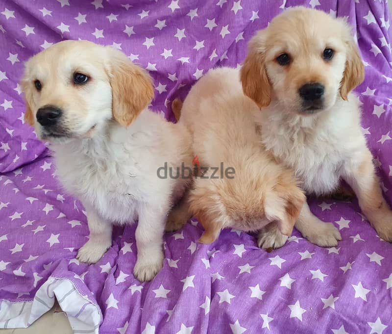 Whatsapp me +96555207281 Golden Retriever puppies for sale 1