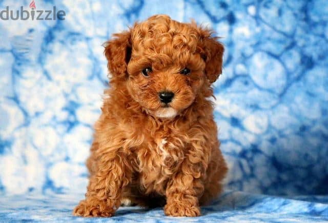 Whatsapp me +96555207281 Double Doodle puppies for sale 1