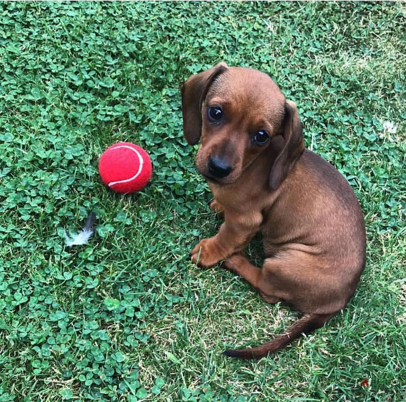 Whatsapp me +96555207281 Dachshund  puppies for sale 2