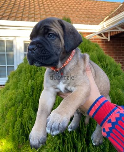 Whatsapp me +96555207281 Cane Corso puppies for sale