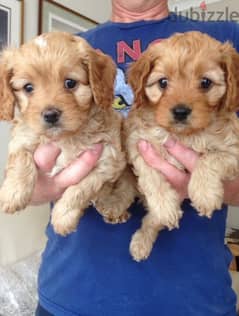 Whatsapp me +96555207281 Cockapoo puppies for sale 0