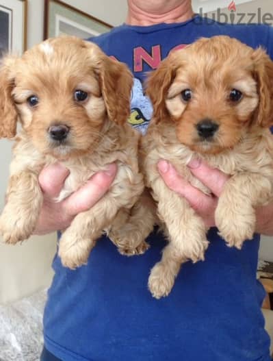 Whatsapp me +96555207281 Cockapoo puppies for sale