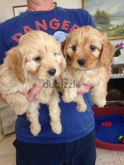 Whatsapp me +96555207281 Cockapoo puppies for sale 1