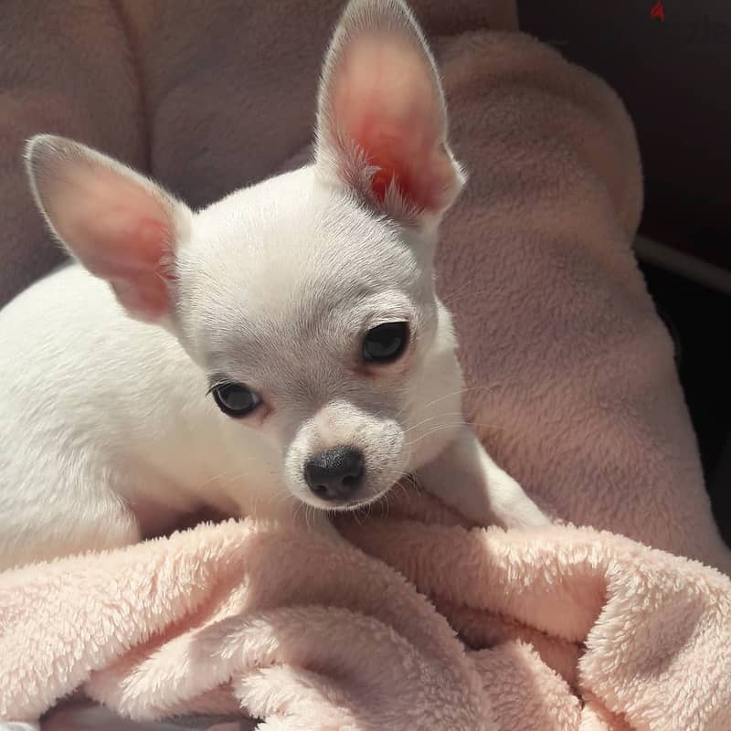 Whatsapp me +96555207281 Chihuahua  puppies for sale 0