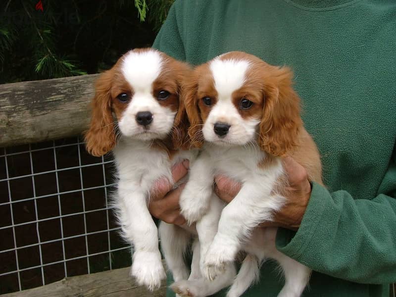 Whatsapp me +96555207281 Cavalier King Charles Spaniel  puppies 0