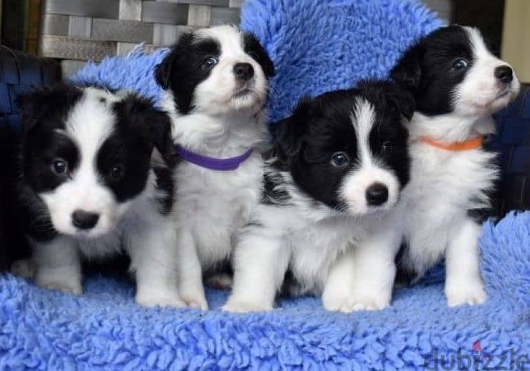 Whatsapp me +96555207281 Border collie  puppies for sale 0