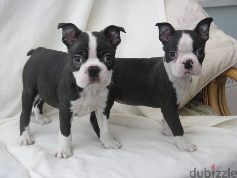 Whatsapp me +96555207281 Boston Terrier puppies for sale 0