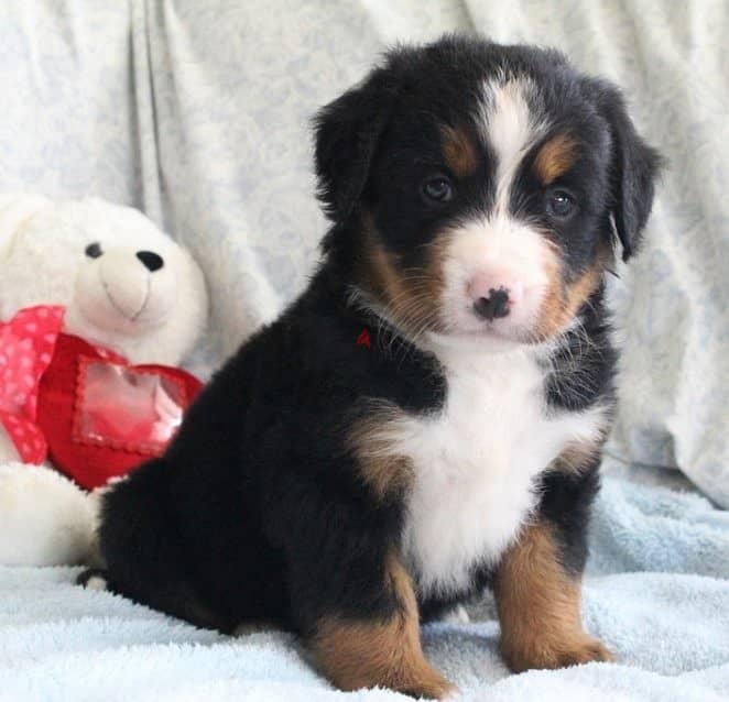 Whatsapp me +96555207281 Bernese Mountain puppies for sale 1