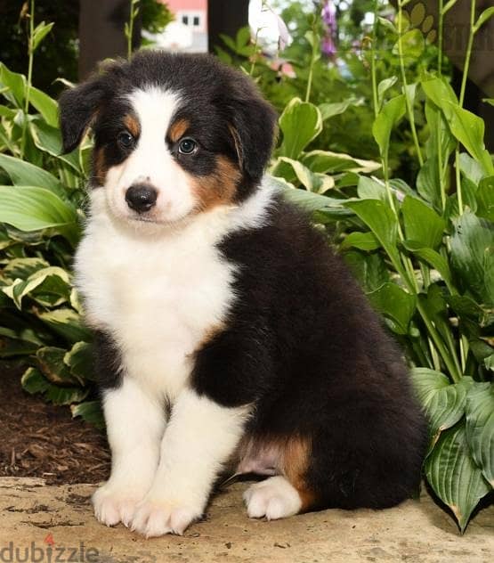 Whatsapp me +96555207281 Australian Shepherd puppies for sale 1