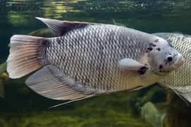 giant gourami i 0