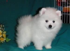 Whatsapp me +96555207281  Lovely White Pomernian puppies for sale 0