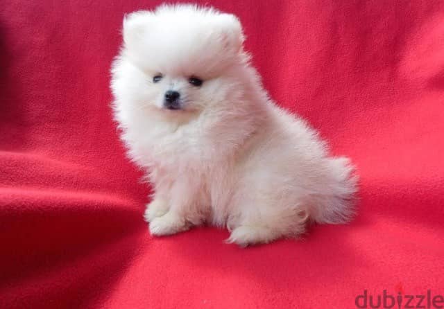 Whatsapp me +96555207281  Lovely White Pomernian puppies for sale 1