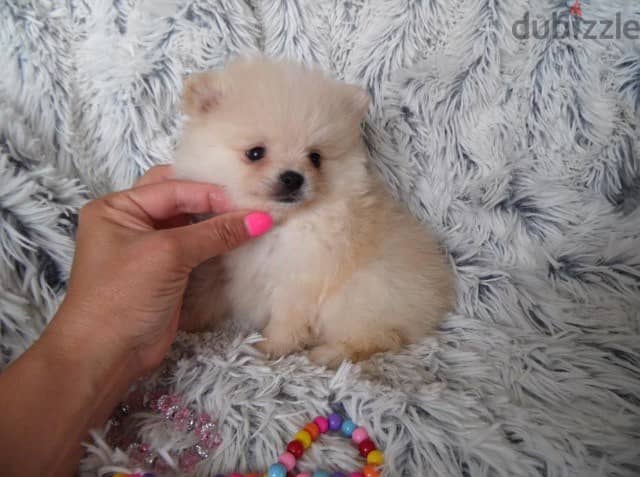 Whatsapp me +96555207281  Lovely White Pomernian puppies for sale 2