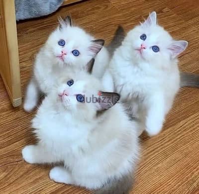 Whatsapp me +96555207281 Healthy Ragdoll Kittens for sale