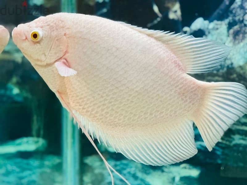 1 Feet giant Albino Gourami 0