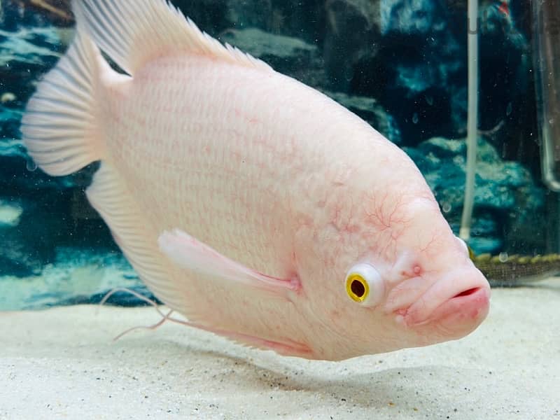 1 Feet giant Albino Gourami 1