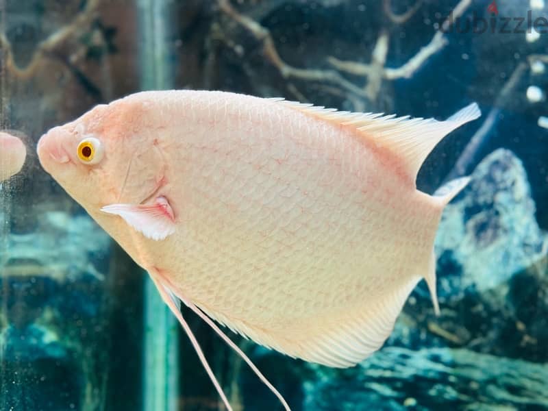 1 Feet giant Albino Gourami 2