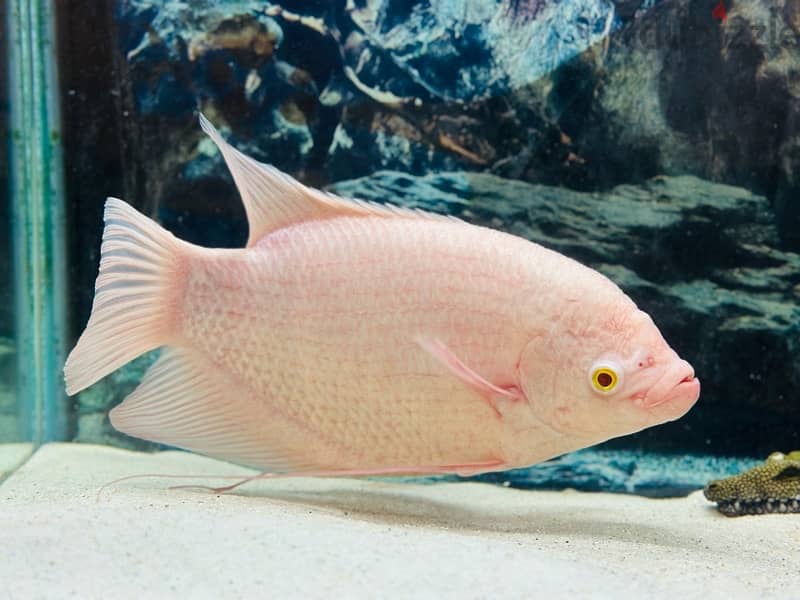 1 Feet giant Albino Gourami 3