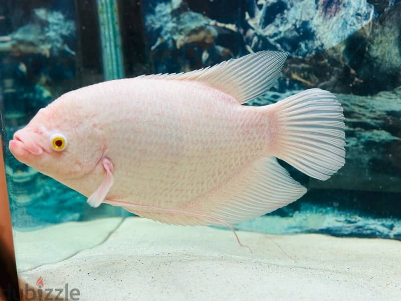 1 Feet giant Albino Gourami 4