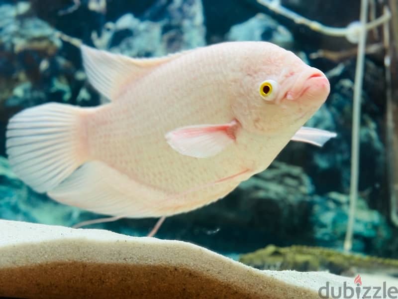 1 Feet giant Albino Gourami 5