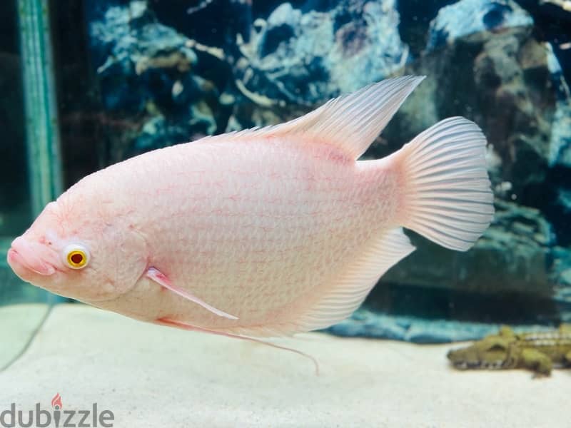 1 Feet giant Albino Gourami 6