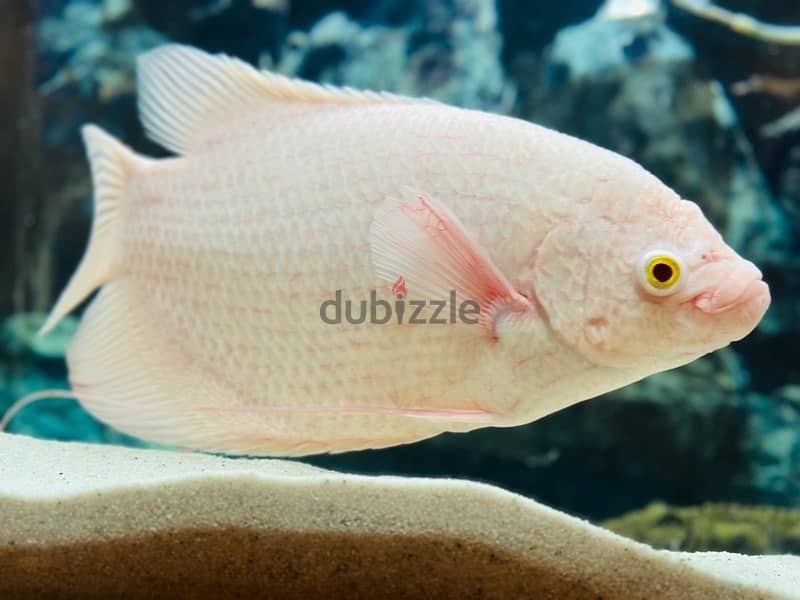 1 Feet giant Albino Gourami 7