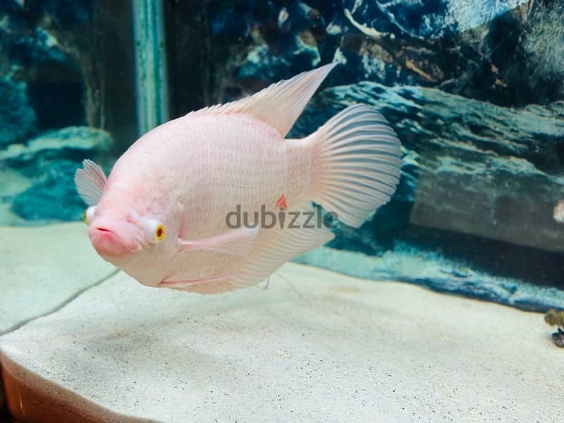 1 Feet giant Albino Gourami 8