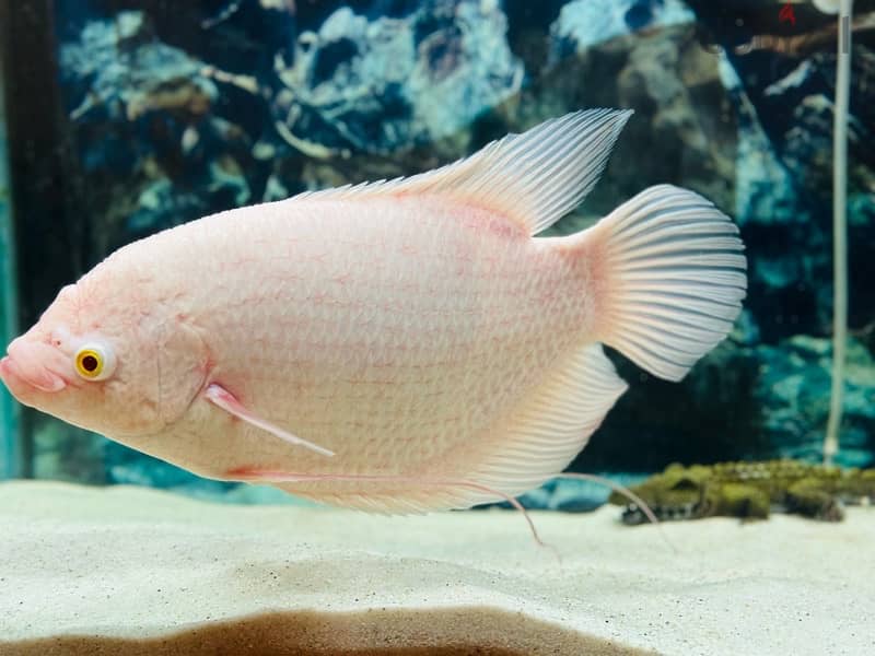 1 Feet giant Albino Gourami 9