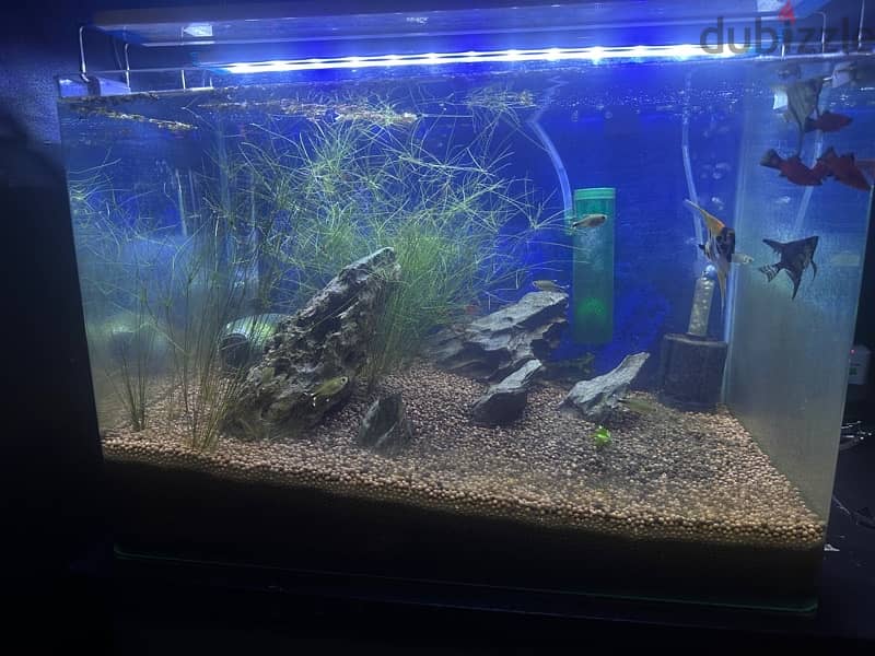 fish tank aquarium (16 gallon) with fish 1