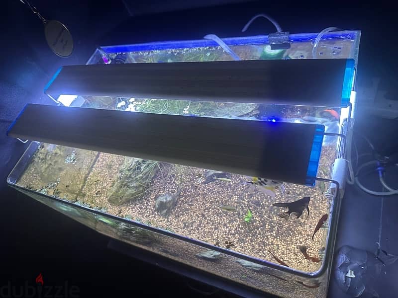 fish tank aquarium (16 gallon) with fish 3