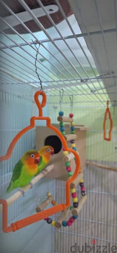 Pair of Love birds with Big Cage for Sale_12 KD_Contact_96784556 0