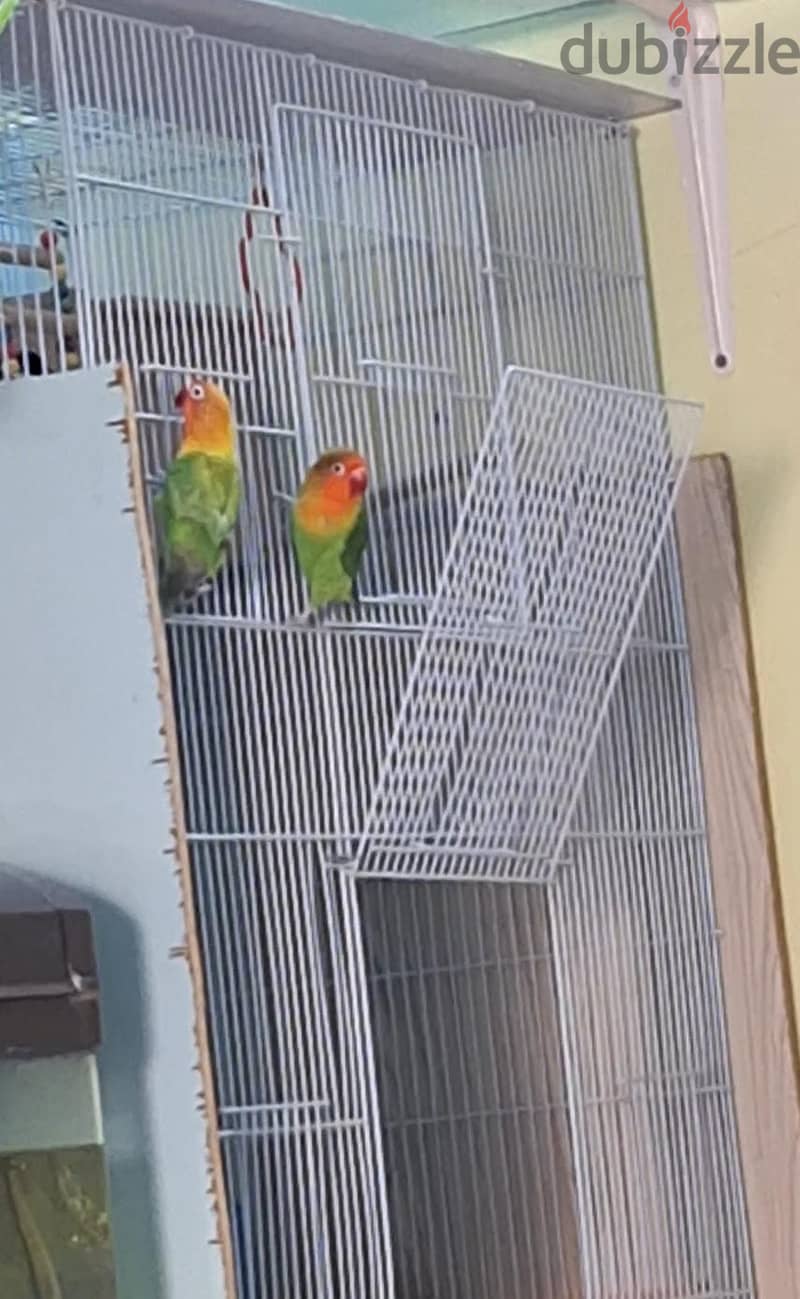 Pair of Love birds with Big Cage for Sale_12 KD_Contact_96784556 1