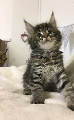 Whatsapp me +96555207281 Maine Coon kittens for sale 0