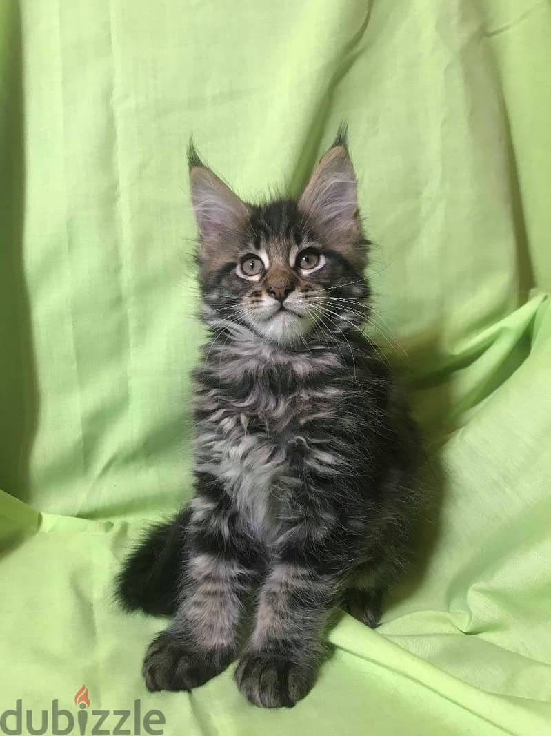 Whatsapp me +96555207281 Maine Coon kittens for sale 2