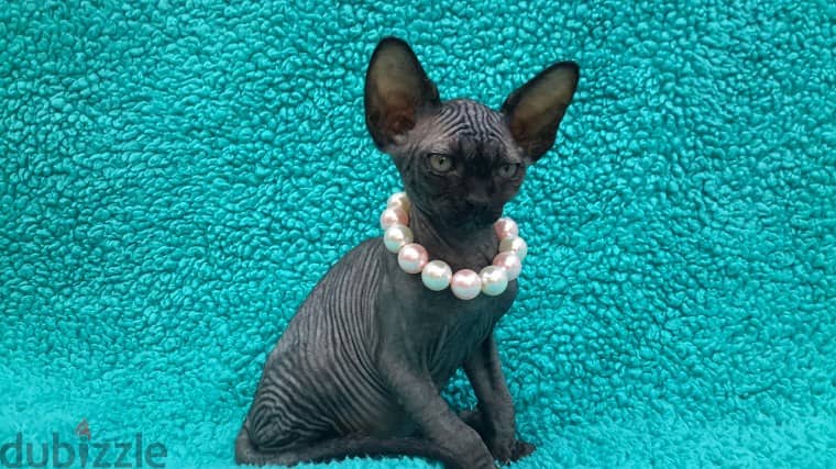 Whatsapp me +96555207281 Friendly Sphynx kittens for sale 1