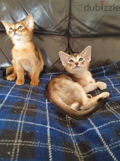 Whatsapp me +96555207281 Abyssinian kittens for sale 0