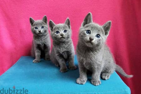 Whatsapp me +96555207281 Russian Blue kittens for sale