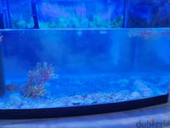 Big Fish Aquarium size 24×13 inch, 2/1 fit with four fish 0