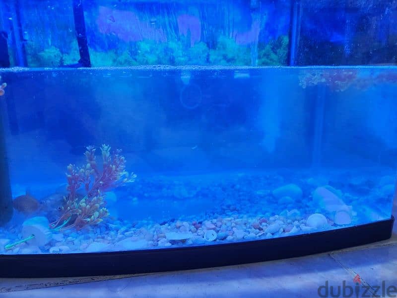 Big Fish Aquarium size 24×13 inch, 2/1 fit with four fish 0